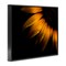 Stupell Industries Water Droplets on Sunflower Framed Giclee, design by Brian Carson Photography